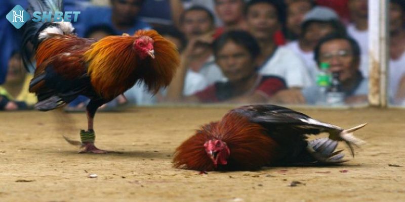 Kinh nghiệm chơi cá cược dễ thắng lớn cho người mới tham gia