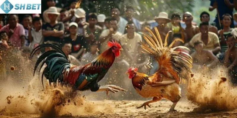 Mẹo chơi đá gà không bị thua