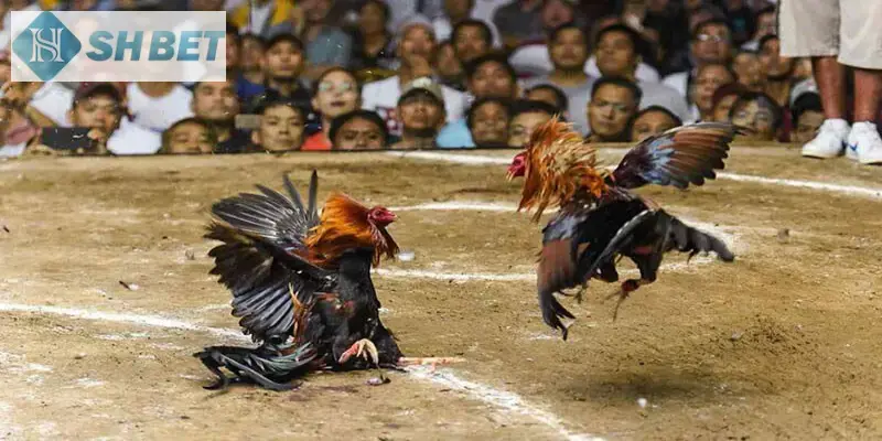Những lưu ý khi chọn kèo đá gà hàng xáo